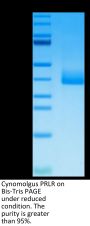 Cynomolgus PRLR Protein (PLR-CM101)