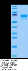 Canine PRLR Protein (PLR-DM201)