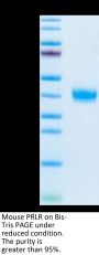 Mouse PRLR Protein, Ultra Low Endotoxin (PLR-MM101-UL)