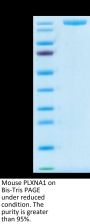 Mouse PLXNA1 Protein (PLX-MM101)