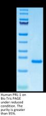 Human PRL-1/PTP4A1 Protein (PRL-HE101)