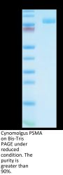 Cynomolgus PSMA/FOLH1 Protein (PSM-CM110)