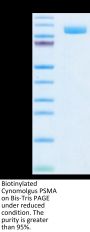 Biotinylated Cynomolgus PSMA/FOLH1 Protein (Primary Amine Labeling) (PSM-CM110B)