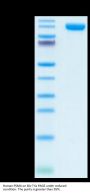 Human PSMA/FOLH1 Protein (PSM-HM210)