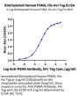 Biotinylated Human PSMA/FOLH1 Protein (PSM-HM410B)