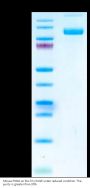 Mouse PSMA/FOLH1 Protein (PSM-MM110)