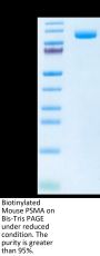 Biotinylated Mouse PSMA/FOLH1 Protein (Primary Amine Labeling) (PSM-MM110B)