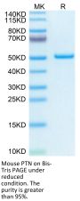 Mouse PTN Protein (PTN-MM201)