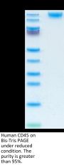 Human CD45/PTPRC Protein (PTP-HM104)