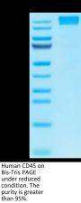Human CD45/PTPRC Protein (PTP-HM204)