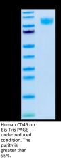 Human CD45/PTPRC Protein (PTP-HM404)