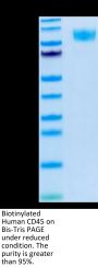Biotinylated Human CD45/PTPRC Protein (PTP-HM404B)