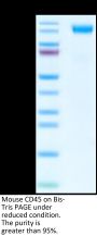 Mouse CD45/PTPRC Protein (PTP-MM201)