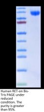 Human RET Protein (RET-HM101)