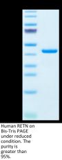 Human RETN Protein (RET-HM201)