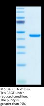 Mouse RETN Protein (RET-MM201)