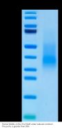 Human RANKL/TNFSF11/CD254 Protein (RKL-HM001)