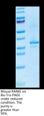 Mouse RANKL/TNFSF11/CD254 Protein (RKL-MM101)