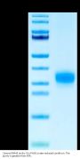 Canine RNF43 Protein (RNF-DM134)