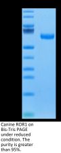 Canine ROR1 Protein (ROR-DM101)