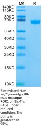 Biotinylated Human/Cynomolgus/Rhesus macaque ROR1 Protein (ROR-HM401B)