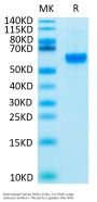 Biotinylated Human ROR2/NTRKR2 Protein (ROR-HM402B)