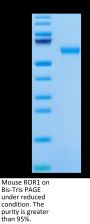 Mouse ROR1 Protein, Ultra Low Endotoxin (ROR-MM101-UL)