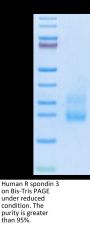 Human R spondin 3/RSPO3 Protein (RSP-HM103)