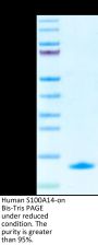 Human S100A14 Protein (SA4-HE114)