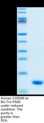 Human S100A8 Protein (SA8-HE101)