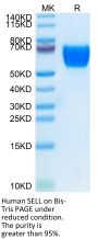 Human SELL/CD62L Protein (SEL-HM10L)