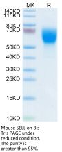Mouse SELL/CD62L Protein (SEL-MM10L)