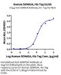Human SEMA3A/Semaphorin-3A Protein (SEM-HM13A)