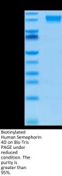 Biotinylated Human Semaphorin 4D/SEMA4D/CD100 Protein (SEM-HM44DB)