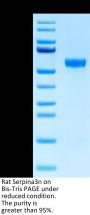 Rat Serpina3n Protein (SEP-RM101)