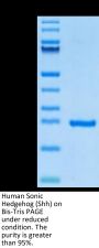 Human Sonic Hedgehog (Shh) Protein (SHH-HE001)