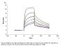 Human CD209/DC-SIGN Protein (SIG-HM101)