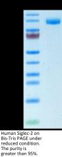 Human Siglec-2/CD22 Protein (SIG-HM122)