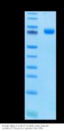 Human Siglec-3/CD33 Protein (SIG-HM203)