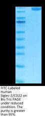 FITC-Labeled Human Siglec-2/CD22 Protein (SIG-HM222F)