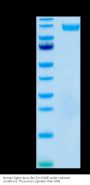 Human Siglec-4a/MAG Protein (SIG-HM24A)