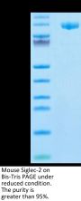 Mouse Siglec-2/CD22 Protein (SIG-MM122)