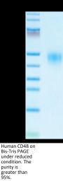 Human CD48/SLAMF2 Protein (SLA-HM148)