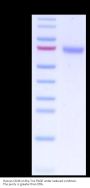 Human CD48/SLAMF2 Protein (SLA-HM2MF)