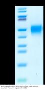 Biotinylated Human CD48/SLAMF2 Protein (SLA-HM448B)