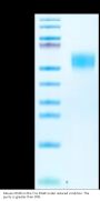 Mouse CD48/SLAMF2 Protein (SLA-MM448)