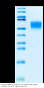 Biotinylated Mouse CD48/SLAMF2 Protein (SLA-MM448B)