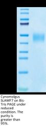 Cynomolgus SLAMF7/CRACC/CD319 Protein (SMF-CM107)