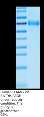 Human SLAMF7/CRACC/CD319 Protein (SMF-HM207)