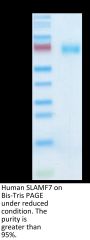 Human SLAMF7/CRACC/CD319 Protein (SMF-HM307)